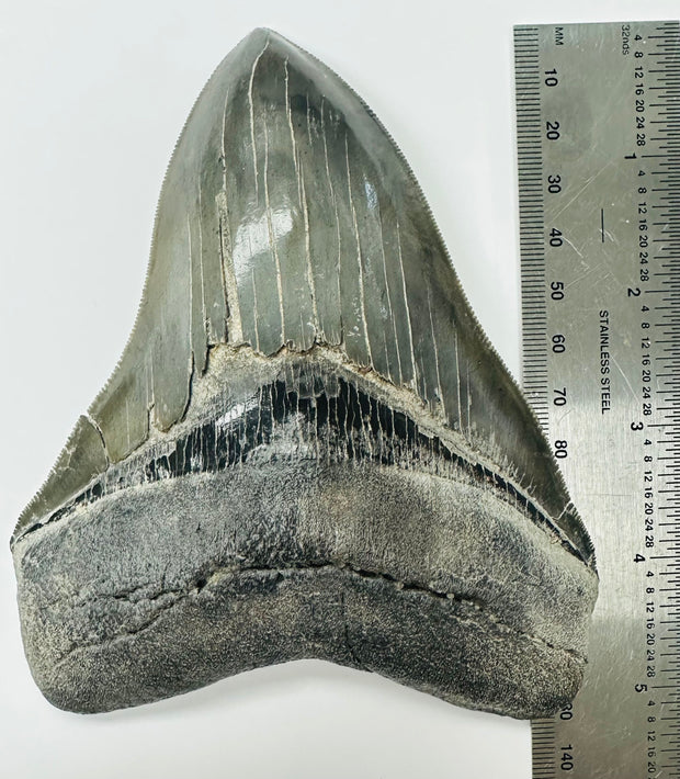 Megalogon Tooth Fossil