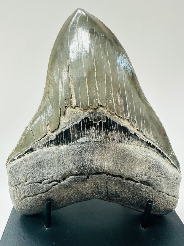 Megalogon Tooth Fossil